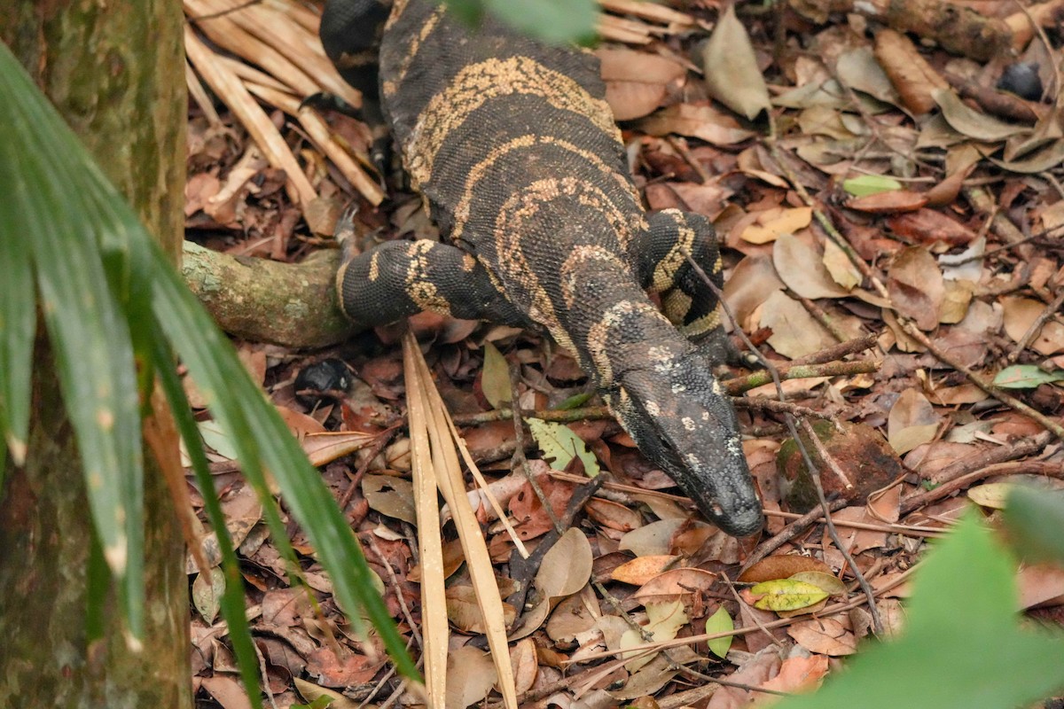 Buntwaran - ML646719240