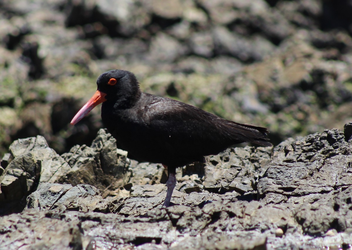 Sooty Oystercatcher - ML646719241