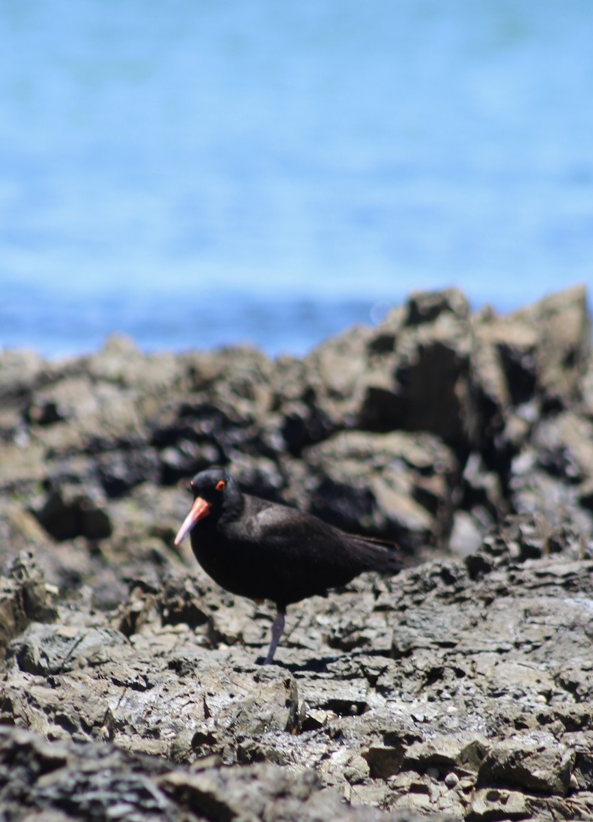 Sooty Oystercatcher - ML646719244