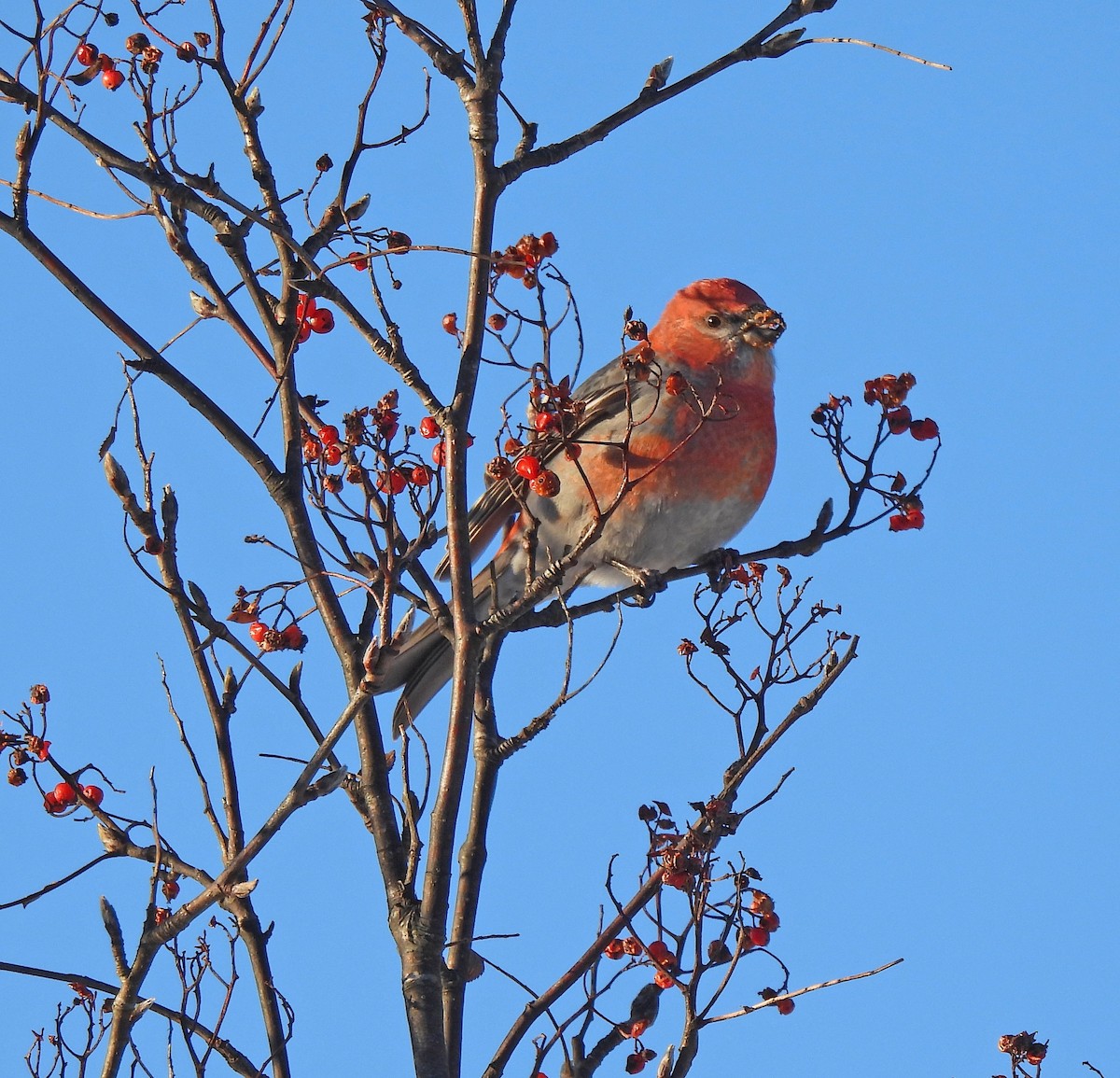 Pine Grosbeak - ML646719251