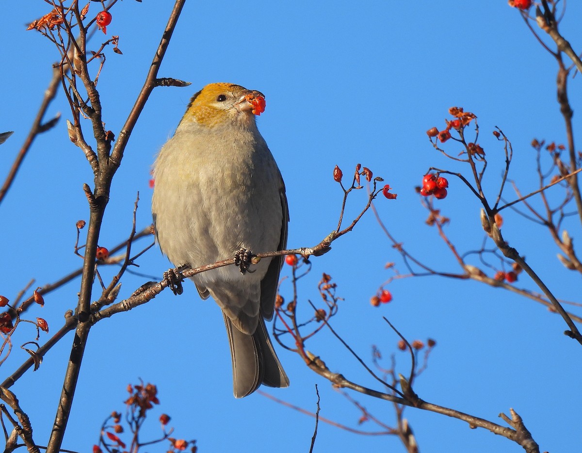 Pine Grosbeak - ML646719252