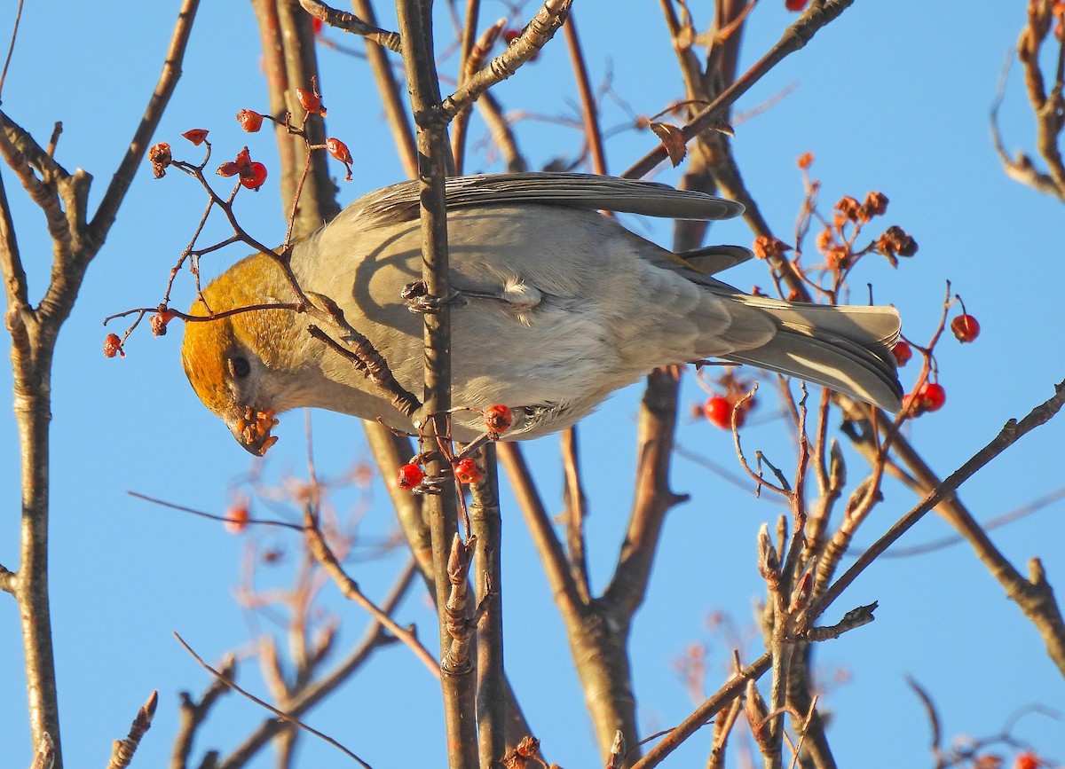 Pine Grosbeak - ML646719253