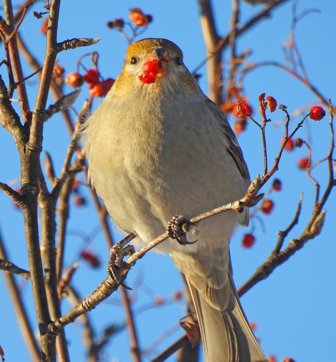 Pine Grosbeak - ML646719254