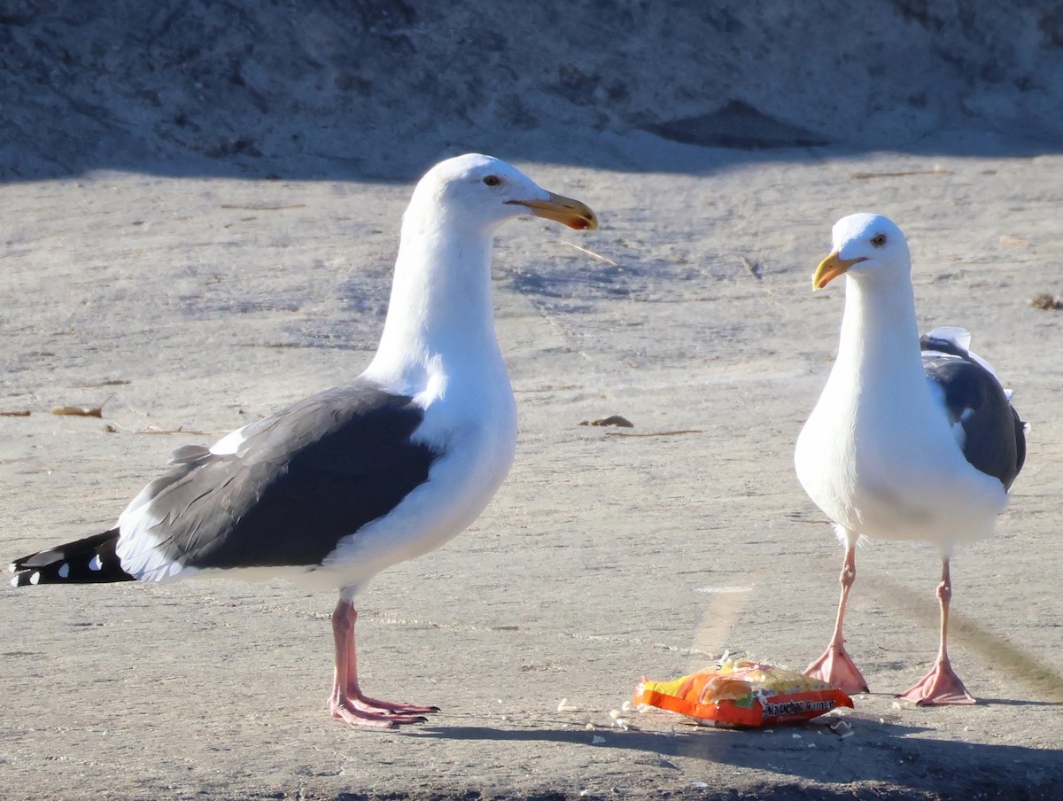 Мартин західний - ML646719255