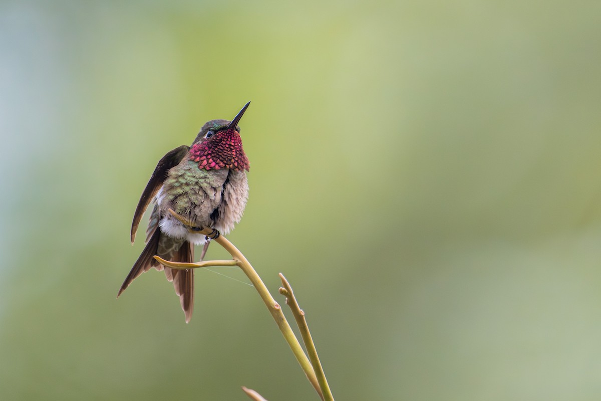 Amethyst Woodstar - ML646719260