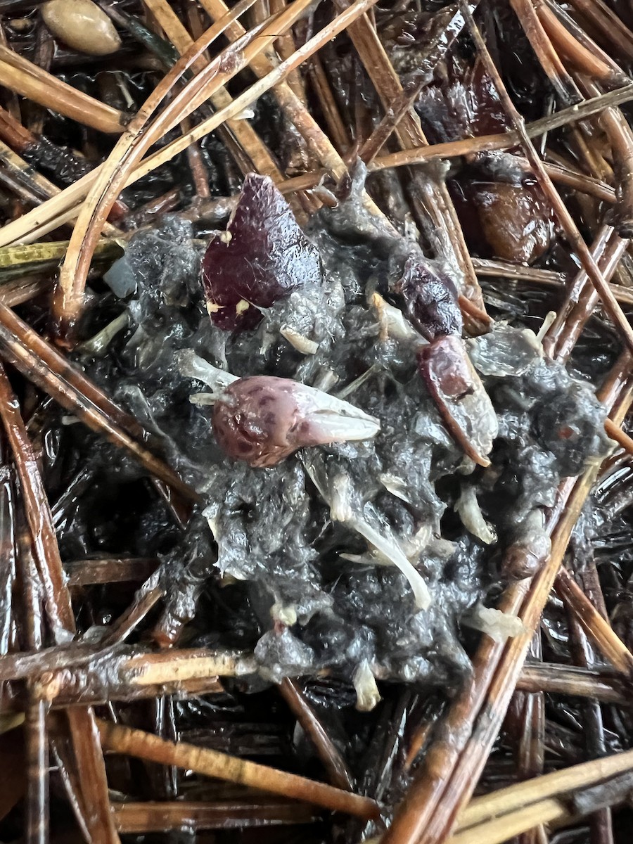 Çizgili Baykuş - ML646719265