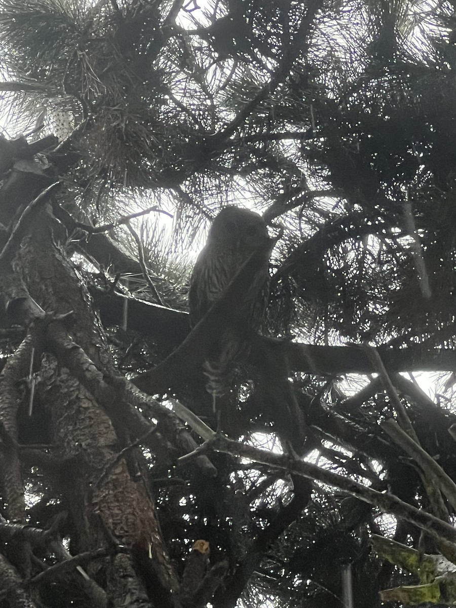 Çizgili Baykuş - ML646719266