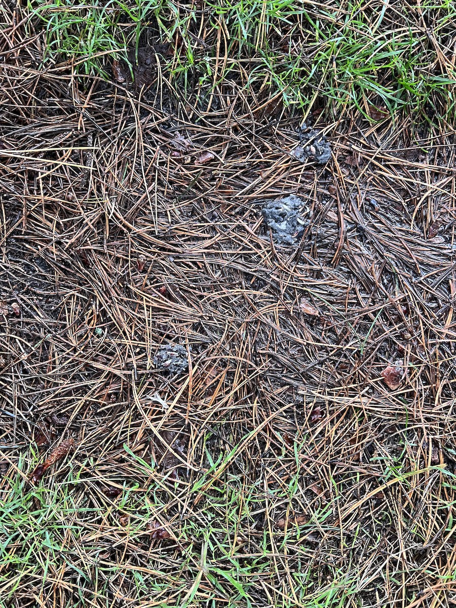 Çizgili Baykuş - ML646719267