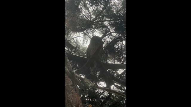 Barred Owl - ML646719268