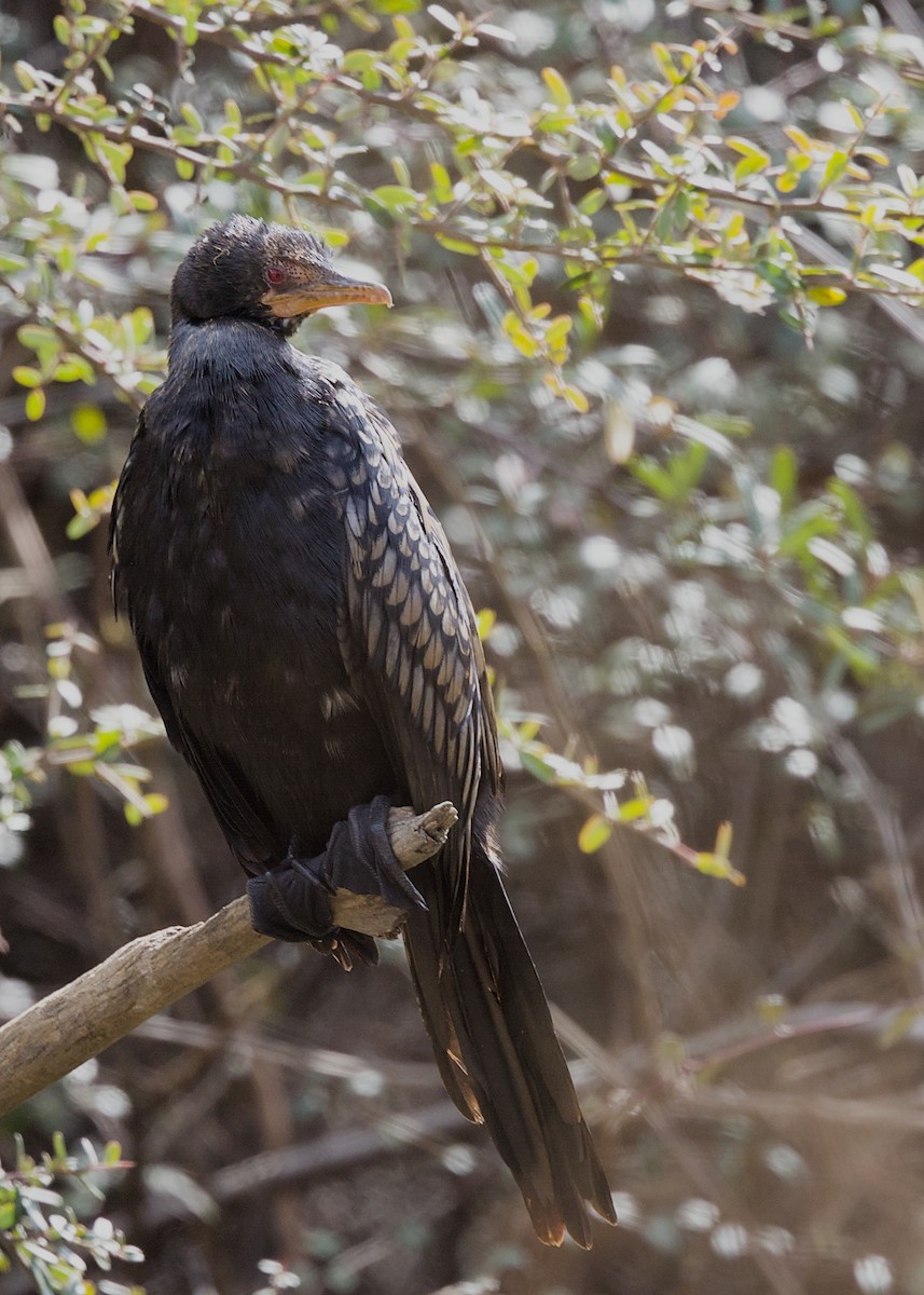 Uzun Kuyruklu Karabatak - ML646719269