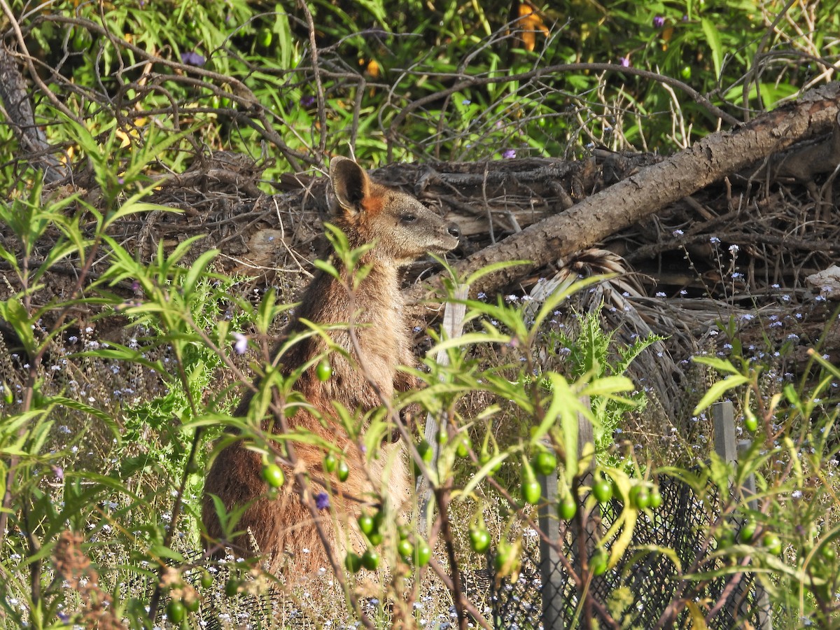 Sumpfwallaby - ML646719272