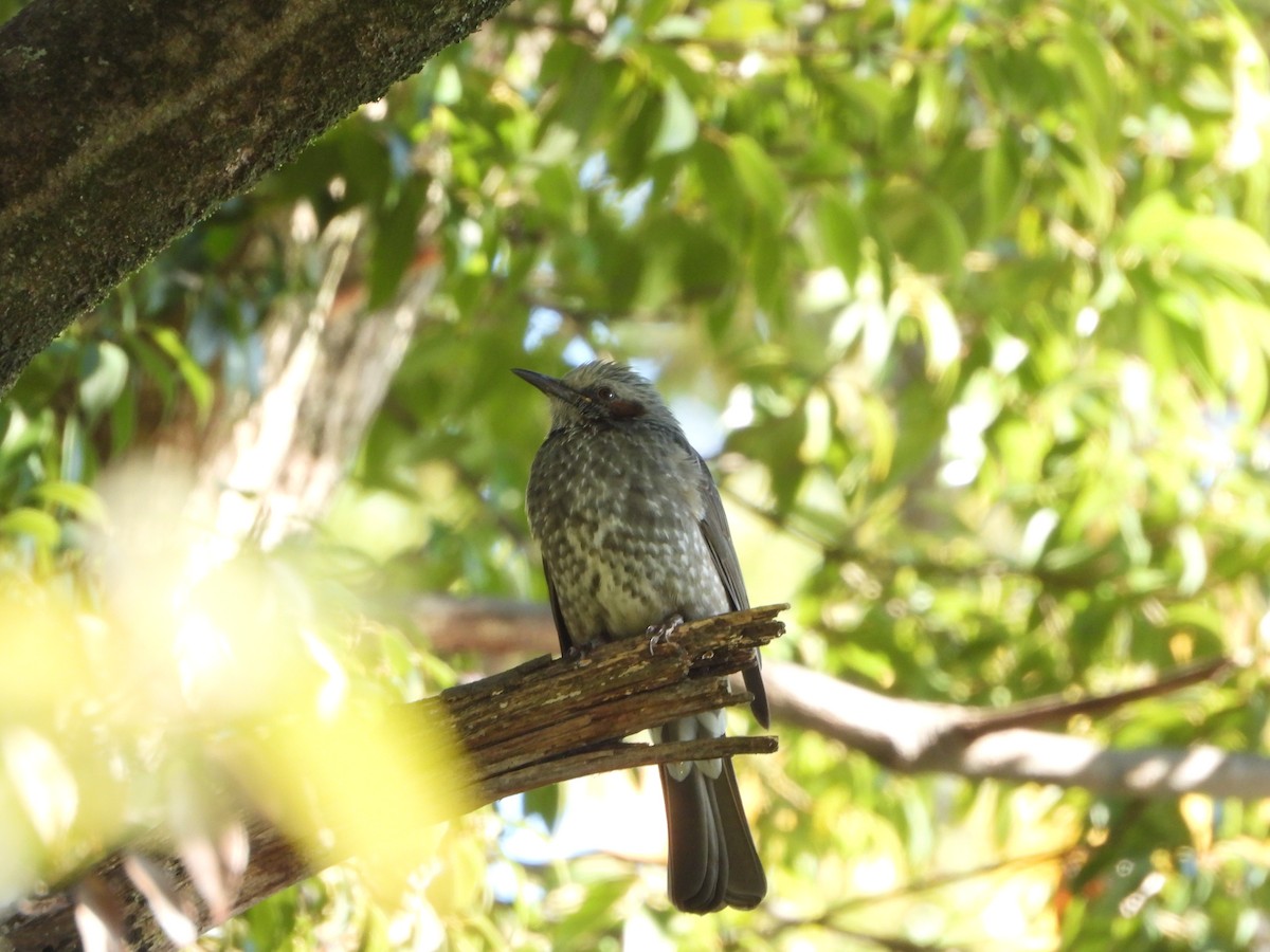 Brown-eared Bulbul - ML646719276