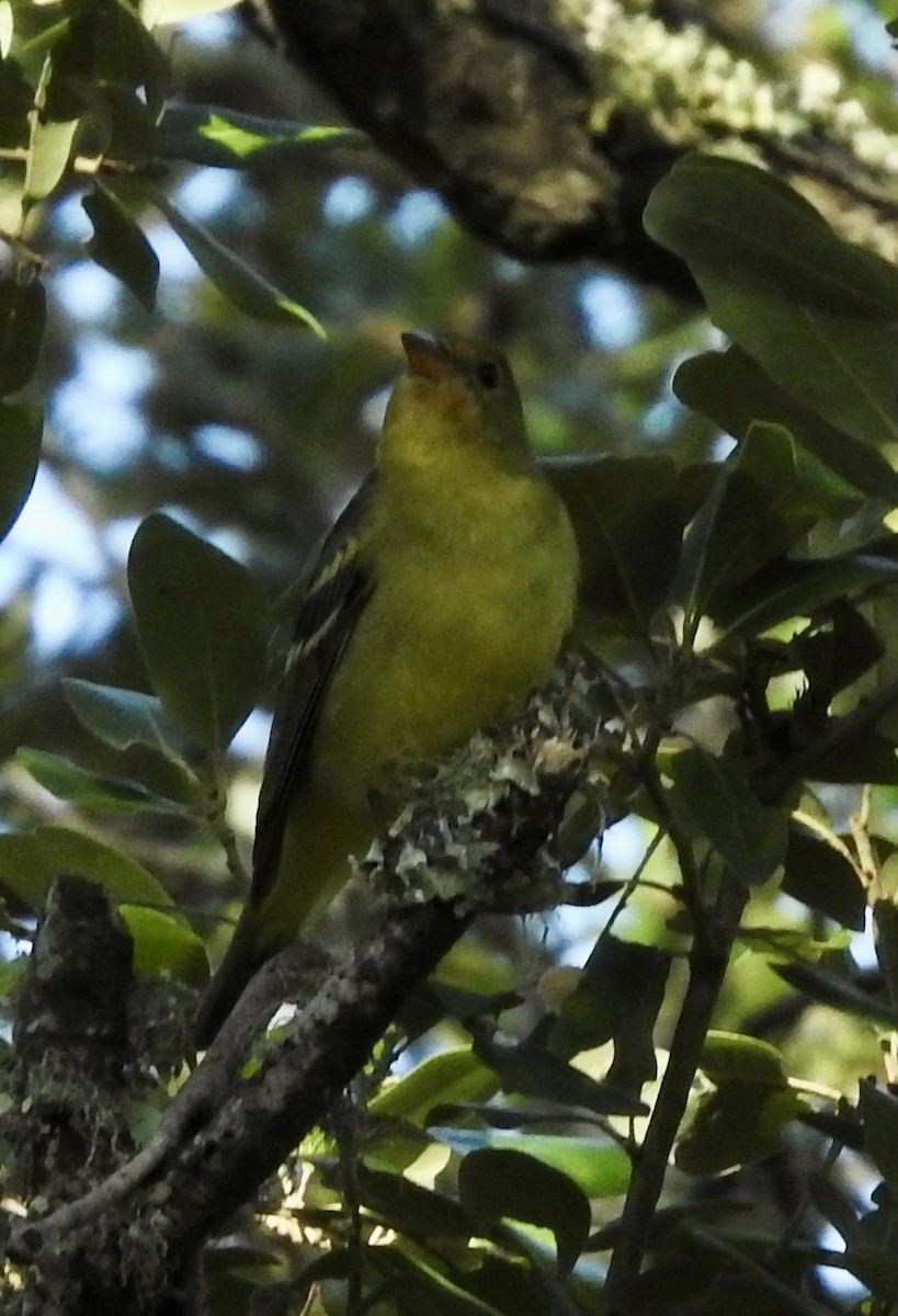 Western Tanager - ML646719278