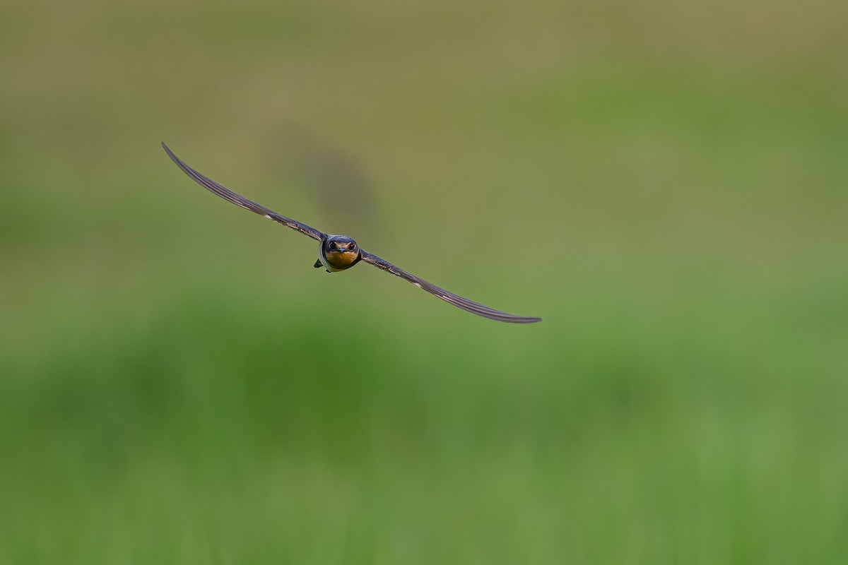 Асрын хараацай - ML646719279