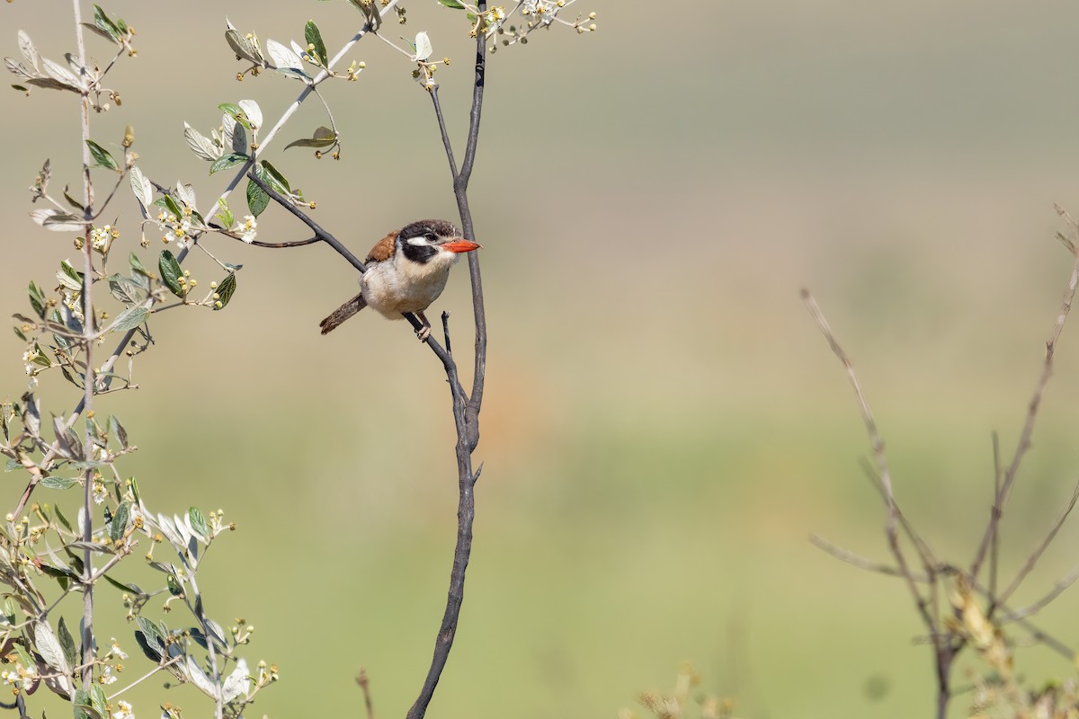 Beyaz Kulaklı Pufkuşu - ML646719280