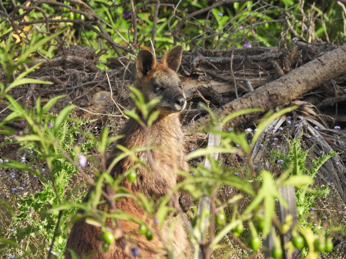 Sumpfwallaby - ML646719283