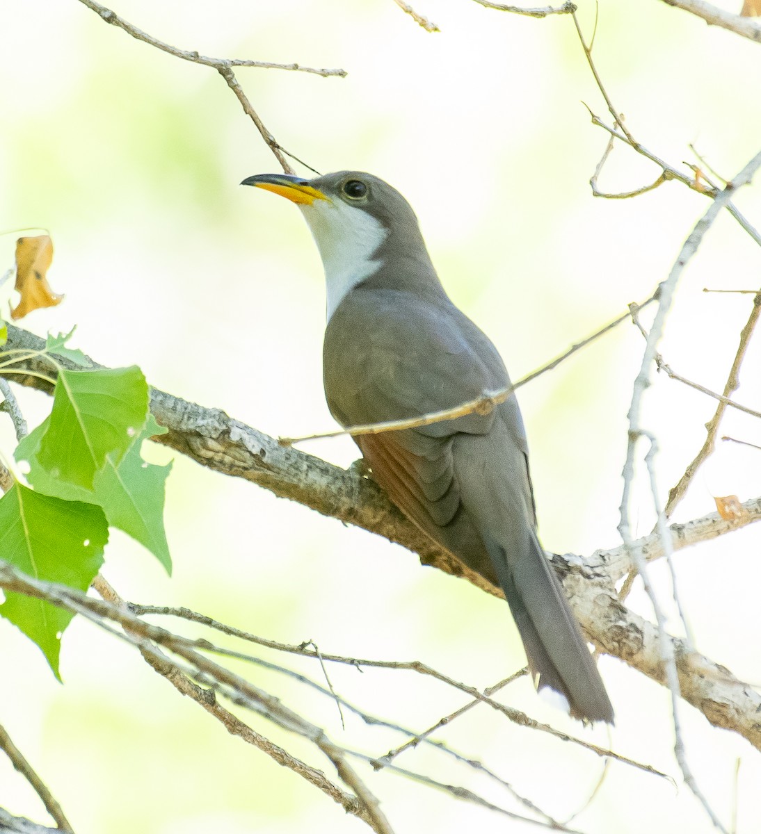 Yellow-billed Cuckoo - ML646719286