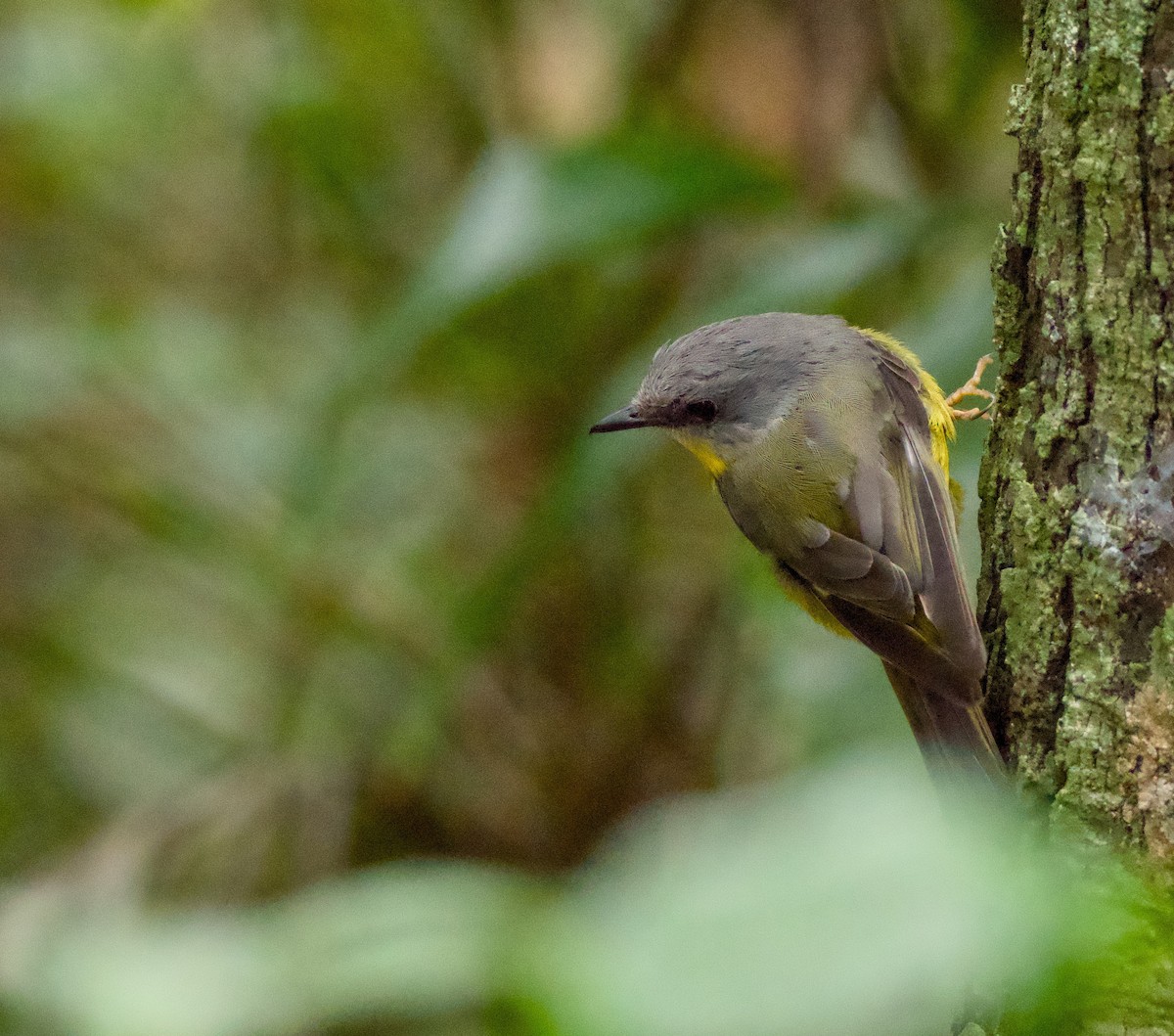 Goldbauchschnäpper - ML646719287