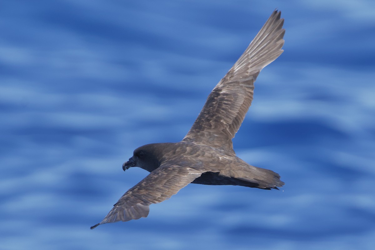 Great-winged Petrel - ML646719289