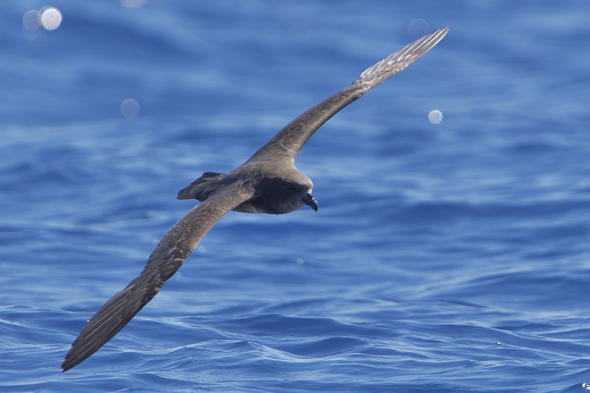 Great-winged Petrel - ML646719290