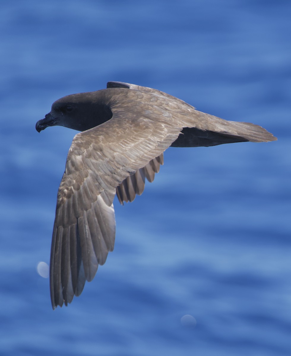 Great-winged Petrel - ML646719291