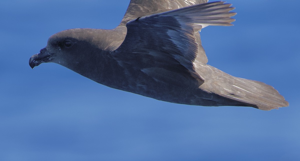 Great-winged Petrel - ML646719292