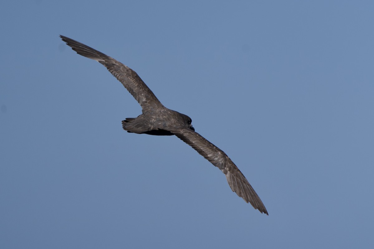 Great-winged Petrel - ML646719293