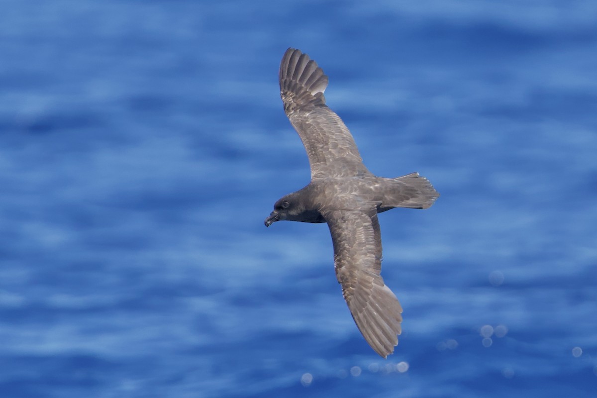 Great-winged Petrel - ML646719294
