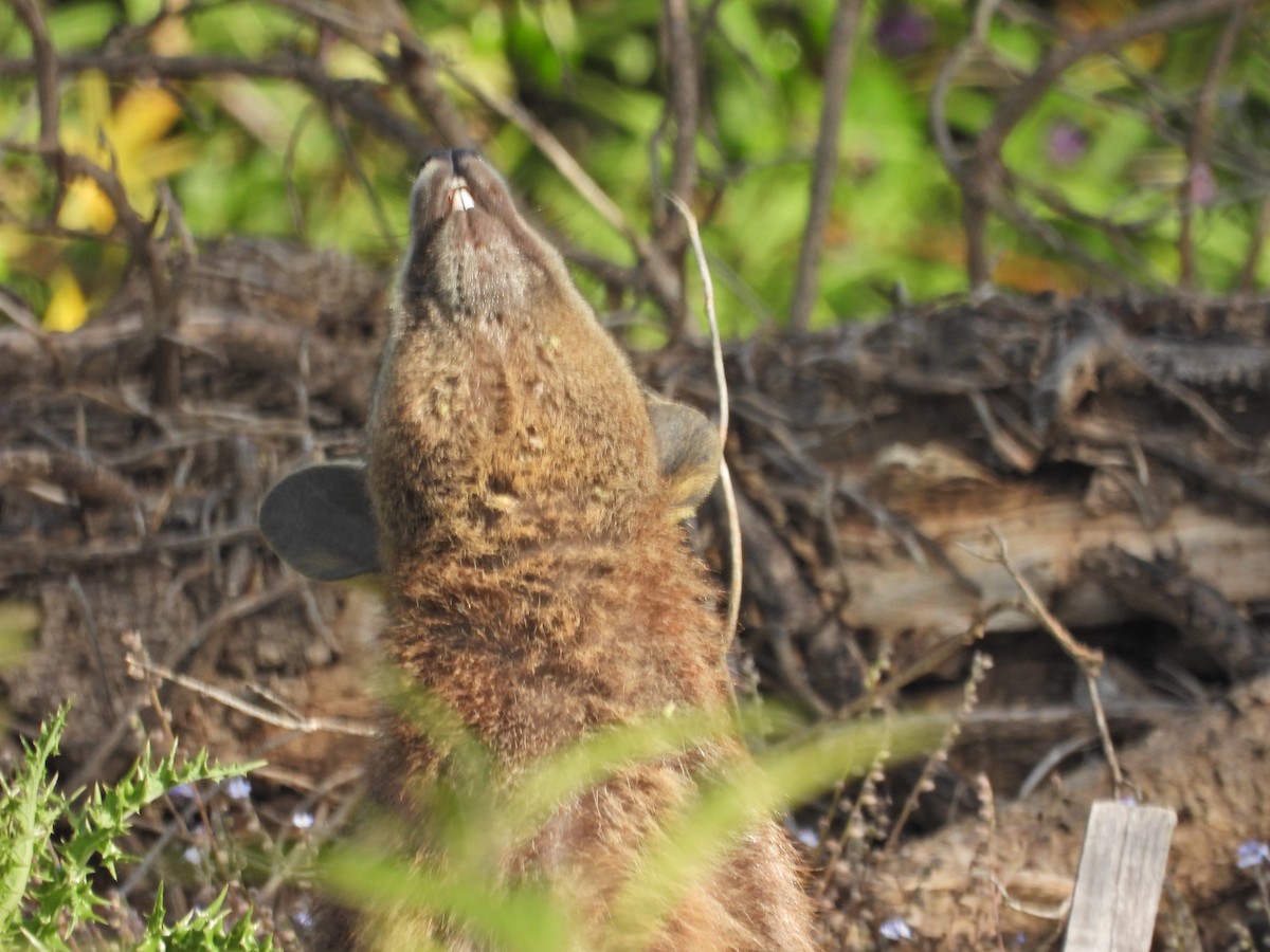 Sumpfwallaby - ML646719296