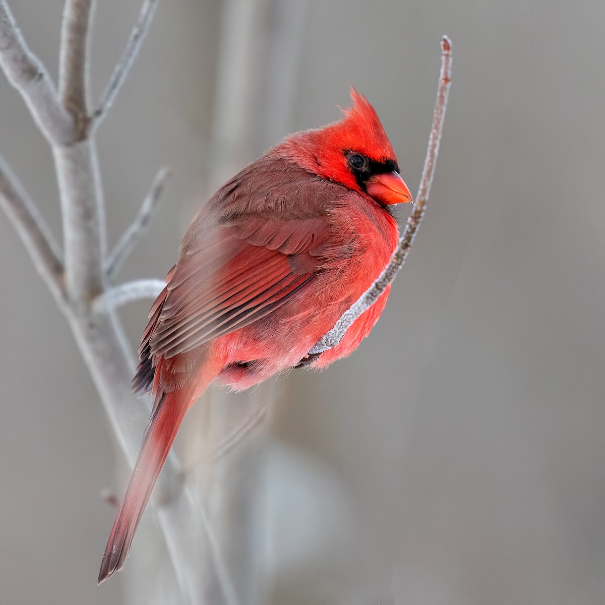 Northern Cardinal - ML646719302