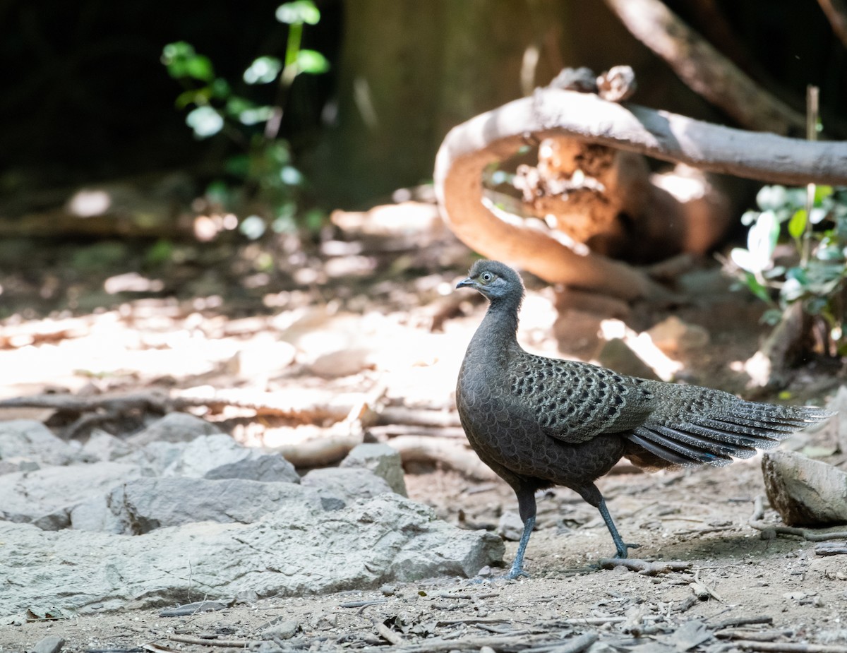 Gray Peacock-Pheasant - ML646719303