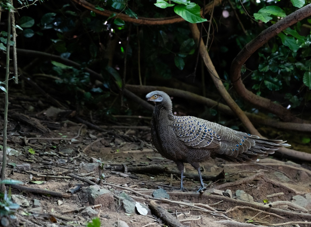 Gray Peacock-Pheasant - ML646719304