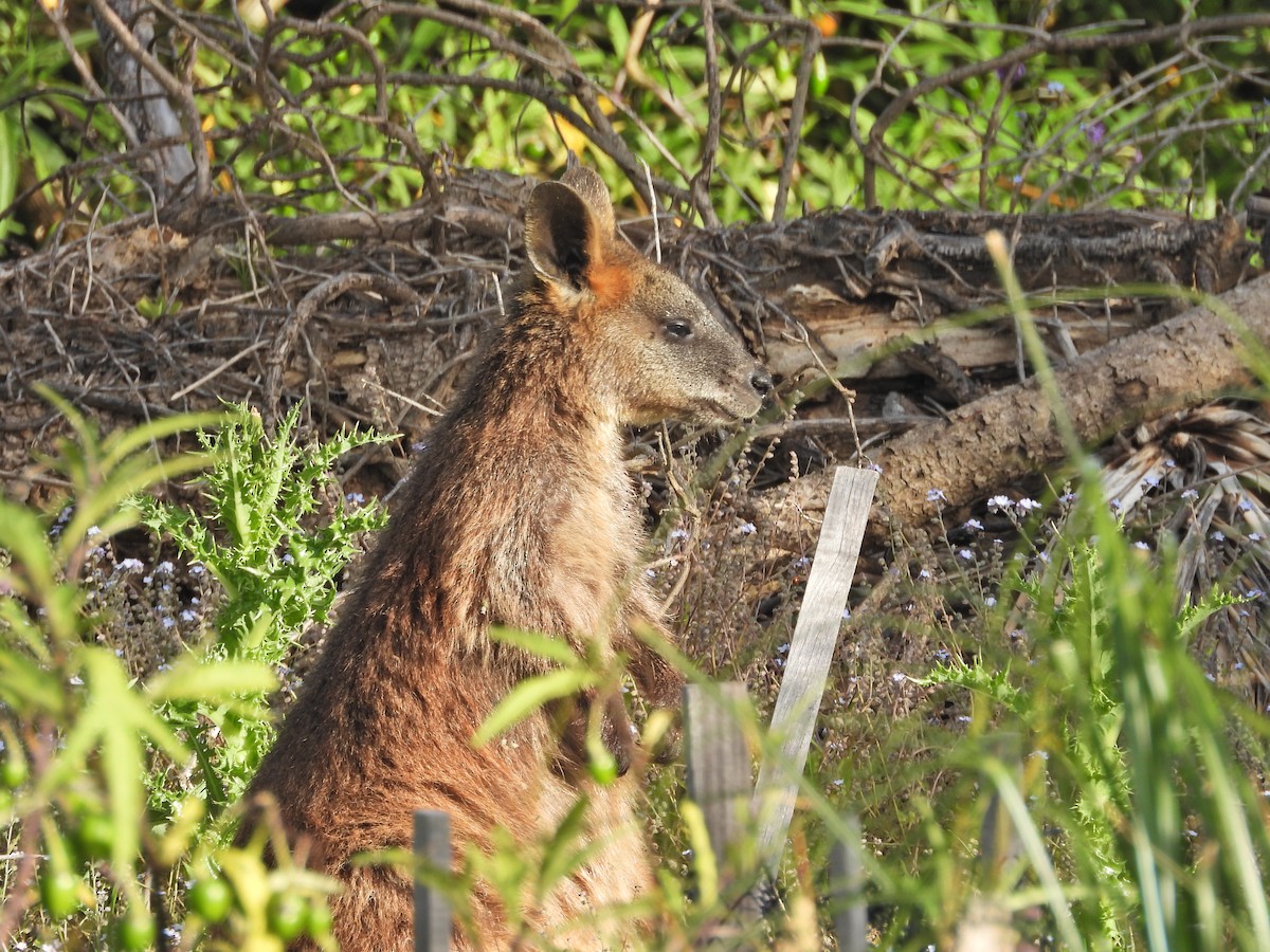Sumpfwallaby - ML646719310