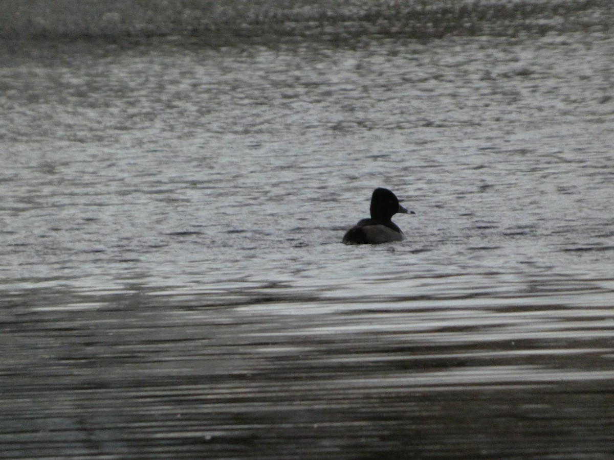 Чернь канадська - ML646719311