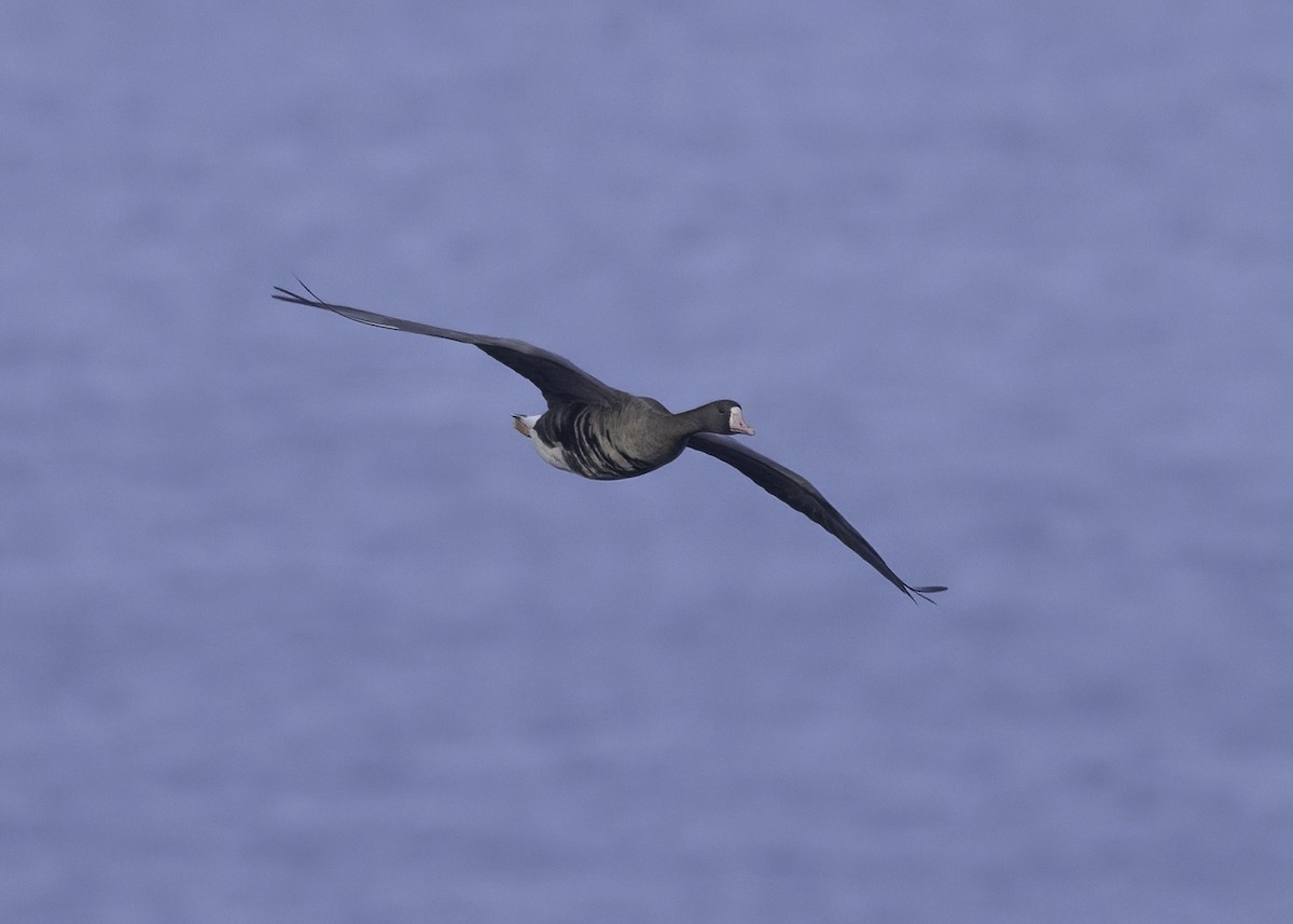 Greater White-fronted Goose - ML646719313