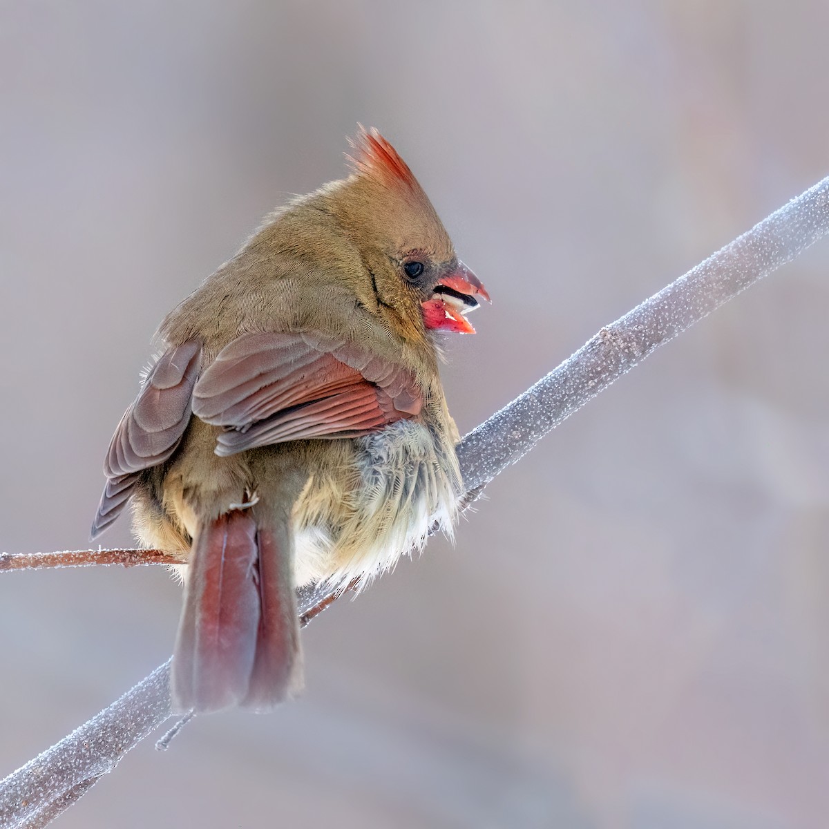 Northern Cardinal - ML646719314
