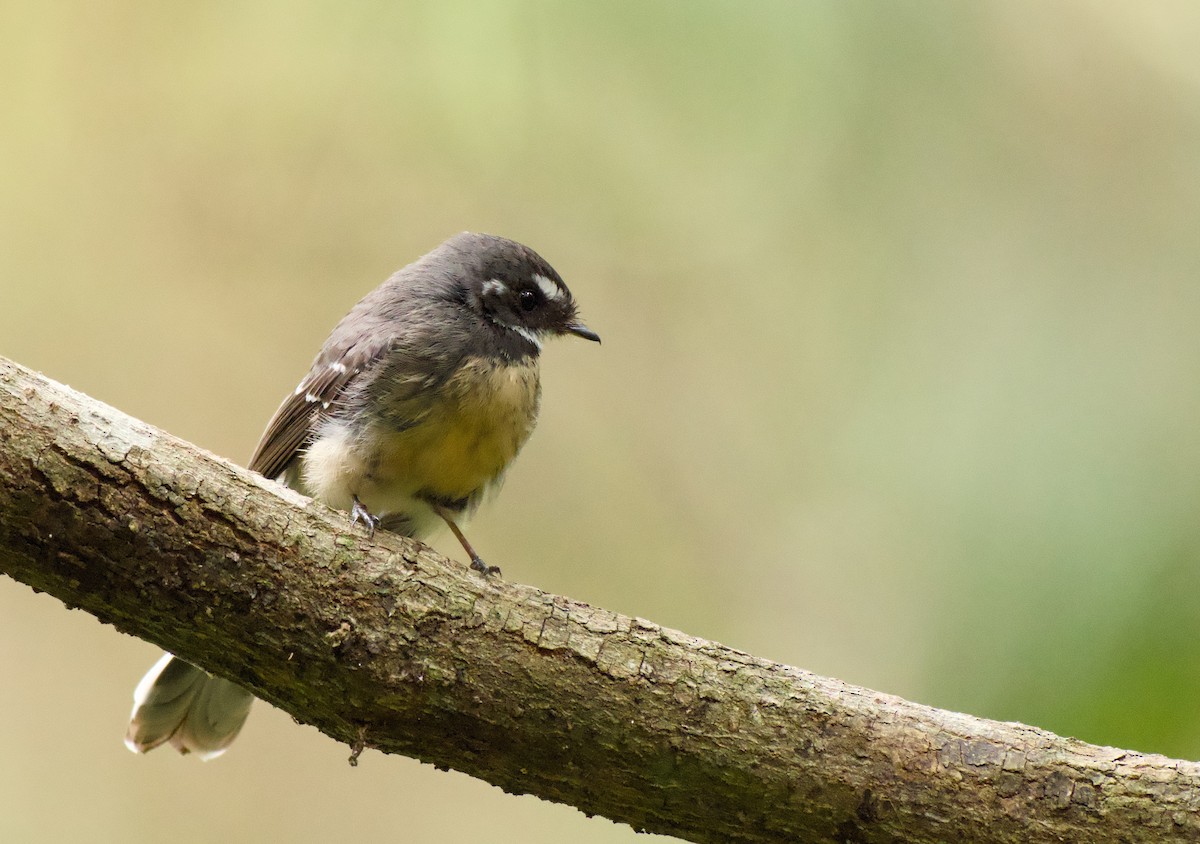 Graufächerschwanz - ML646719315