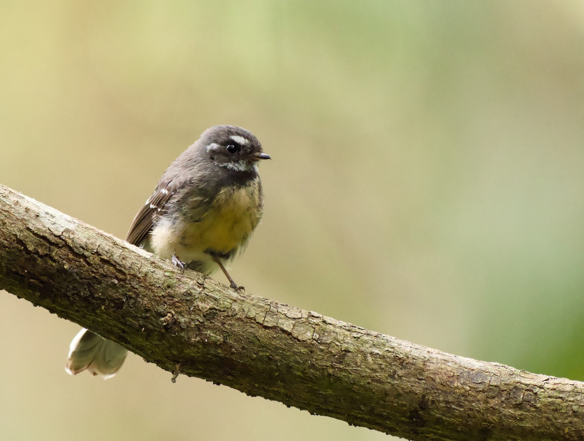 Graufächerschwanz - ML646719316