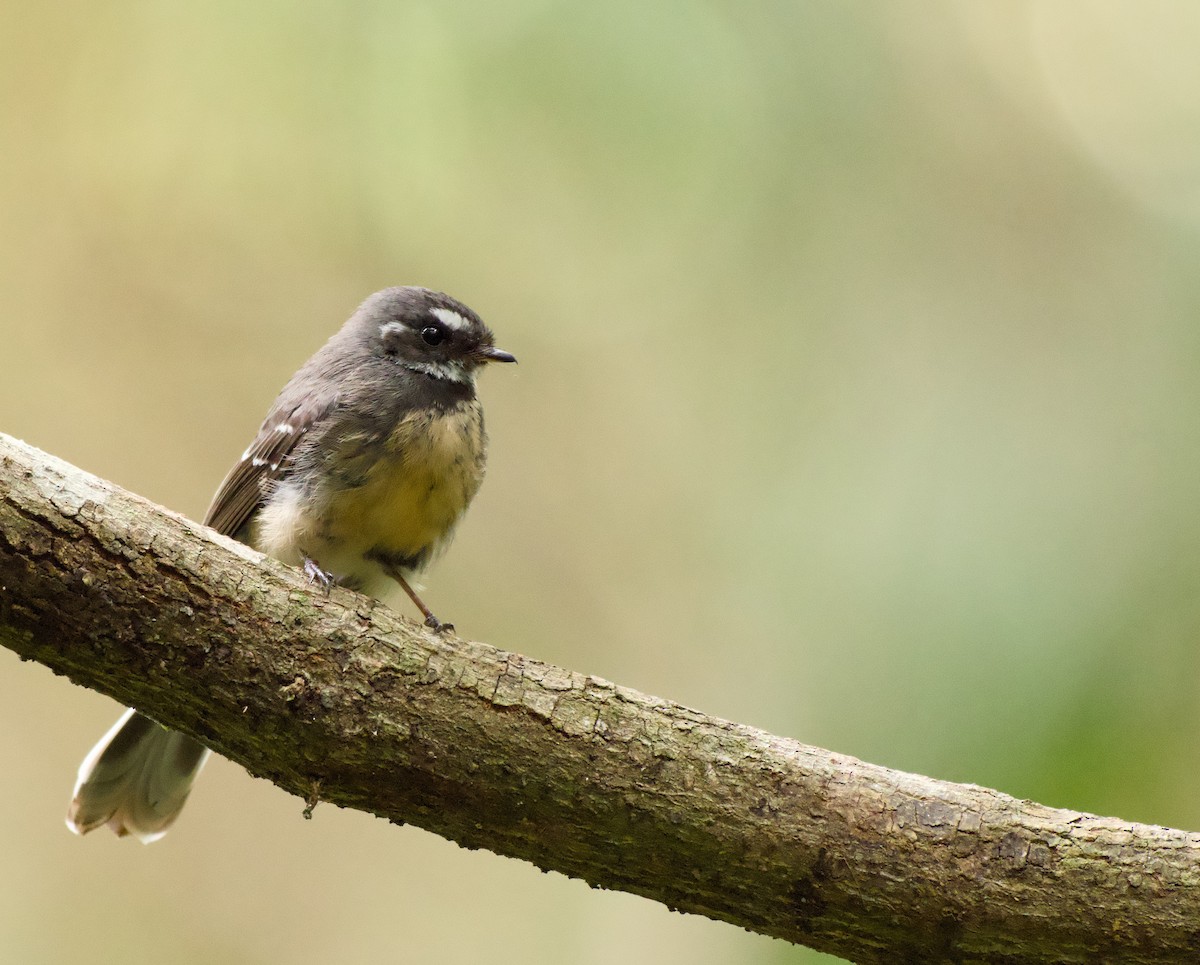 Graufächerschwanz - ML646719317