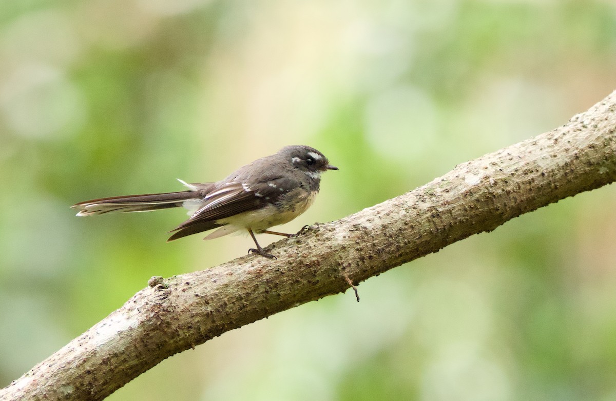 Graufächerschwanz - ML646719318