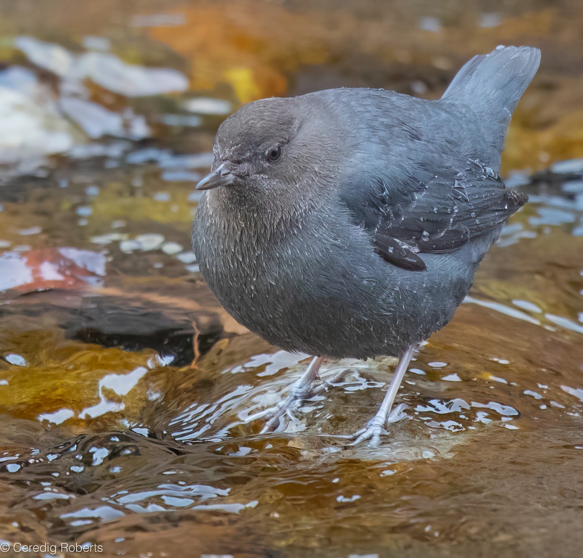 American Dipper - ML646719319