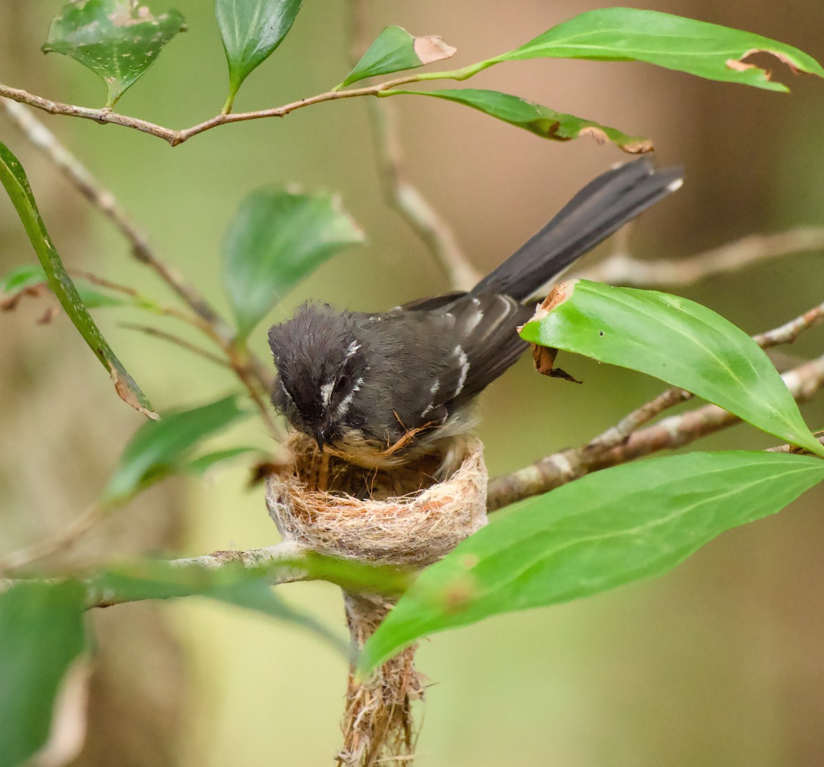 Graufächerschwanz - ML646719320