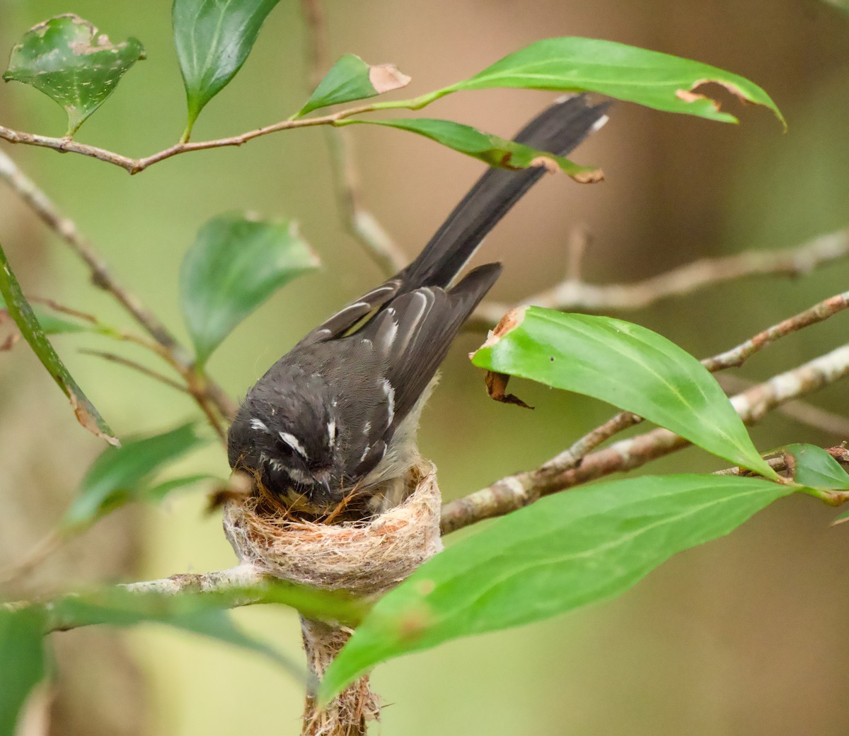 Graufächerschwanz - ML646719321