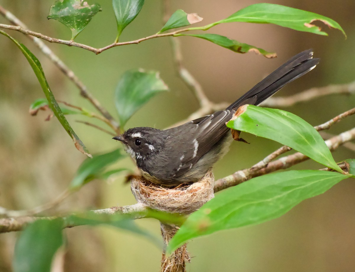 Graufächerschwanz - ML646719322