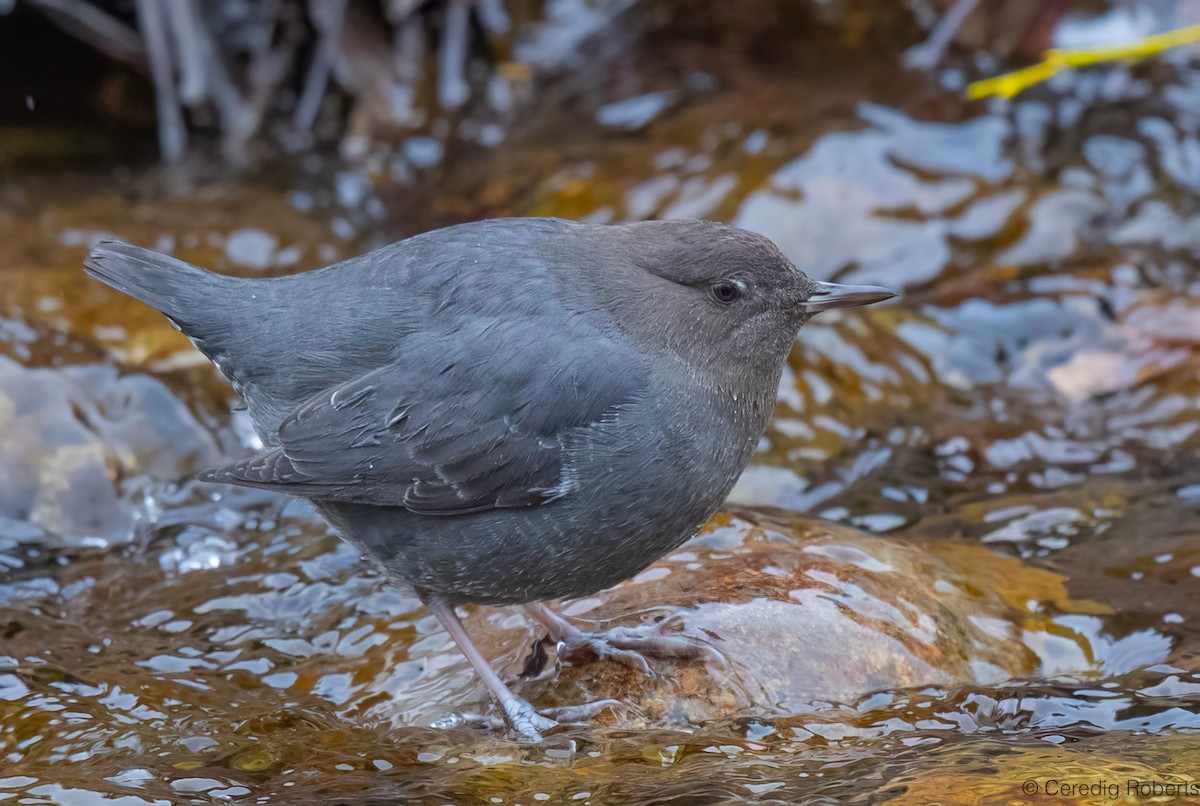 American Dipper - ML646719323