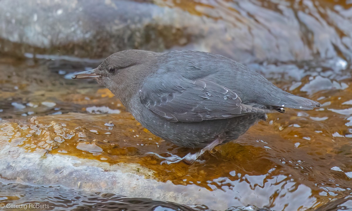 American Dipper - ML646719324