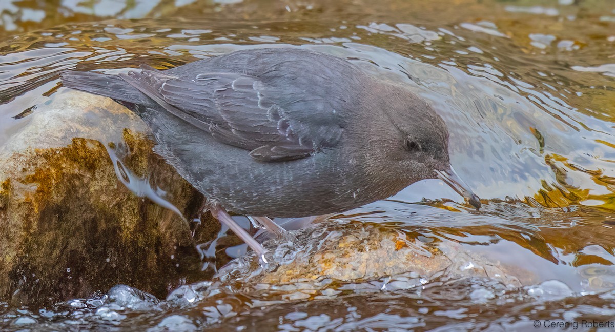 American Dipper - ML646719325
