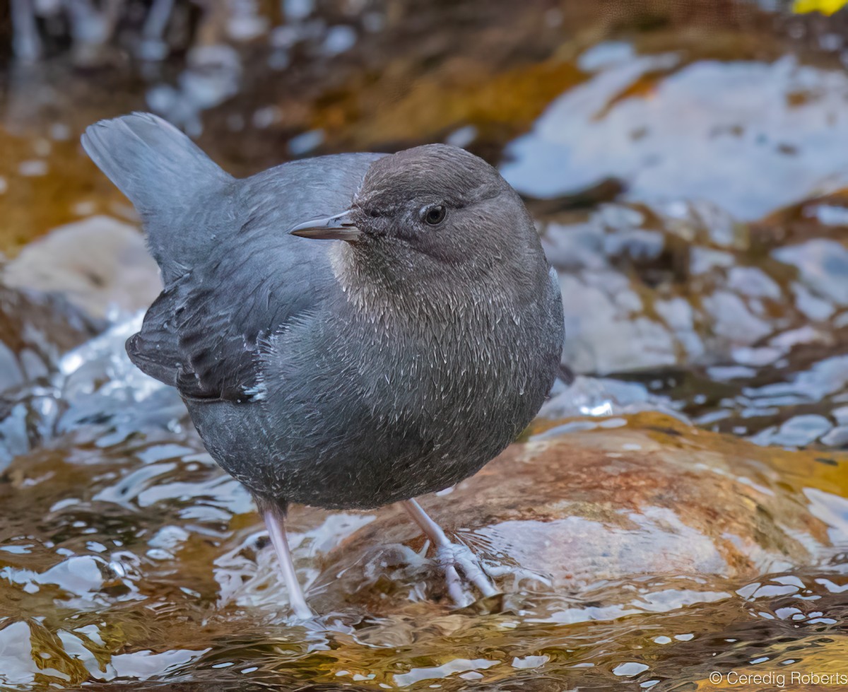 American Dipper - ML646719326