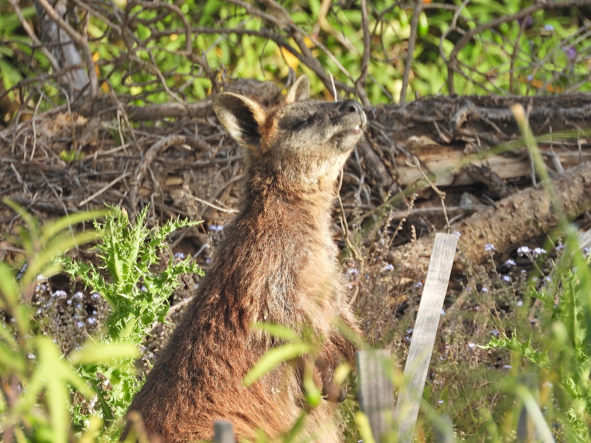 Sumpfwallaby - ML646719327