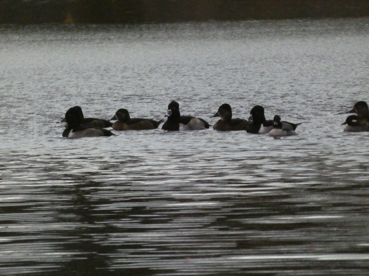 Чернь канадська - ML646719329